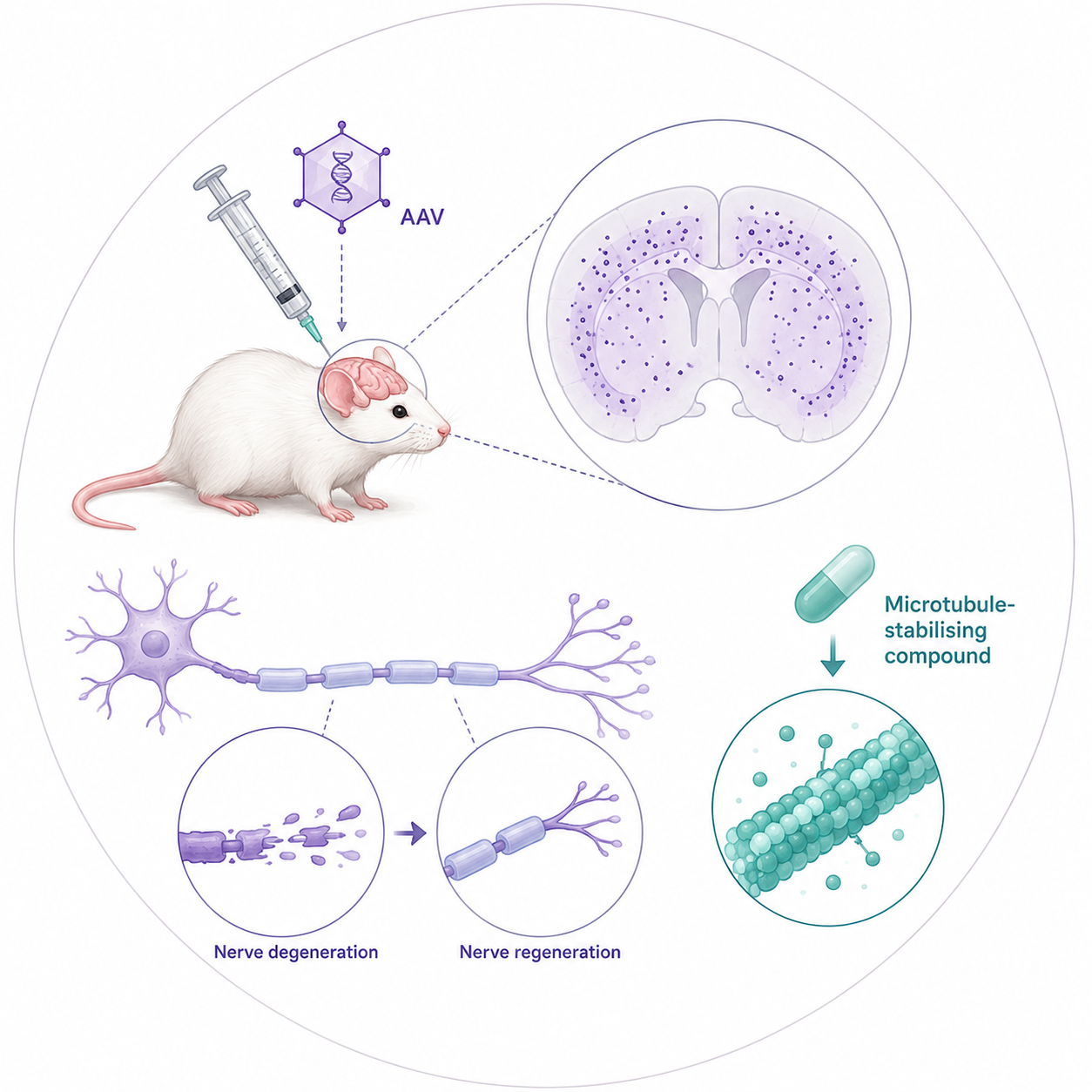 Research image representing neurological therapies